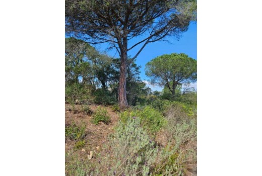 Sale - Terreno rural -
Patja de Aro - Sant Feliu de Guixols - Sant Antoni de Calonge - Costa