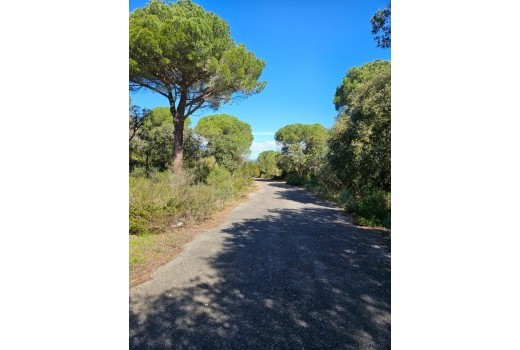 Sale - Terreno rural -
Patja de Aro - Sant Feliu de Guixols - Sant Antoni de Calonge - Costa